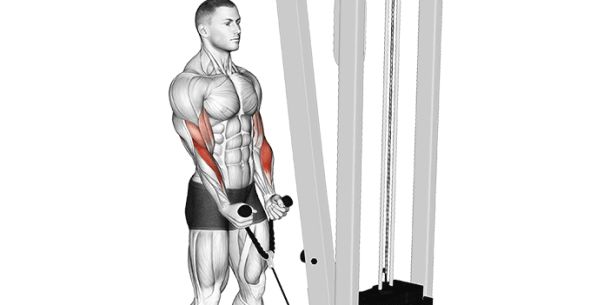 Cable hammer curl